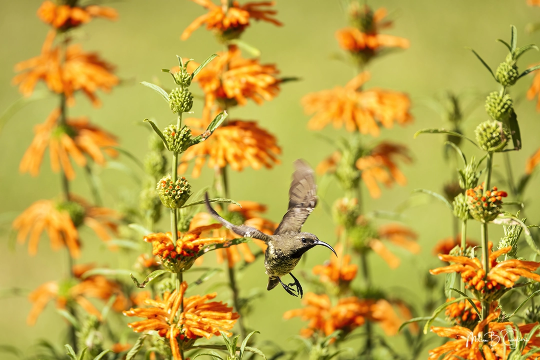 Sunbird taking nectar from my flowers